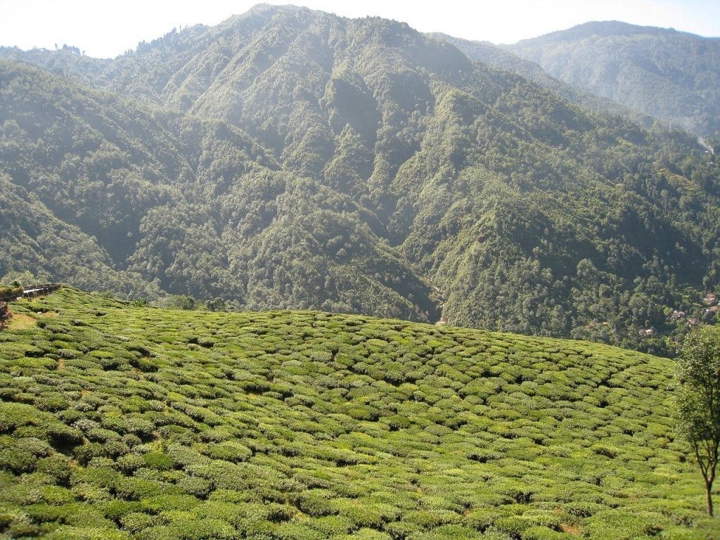 Darjeeling tea plantation