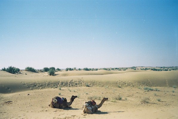 Taking a camel safari into the desert near Jaisalmer