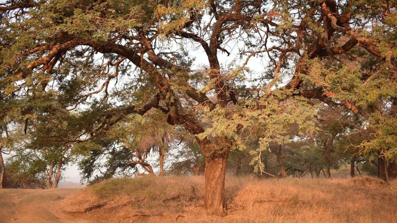 Ranthambore Park in India