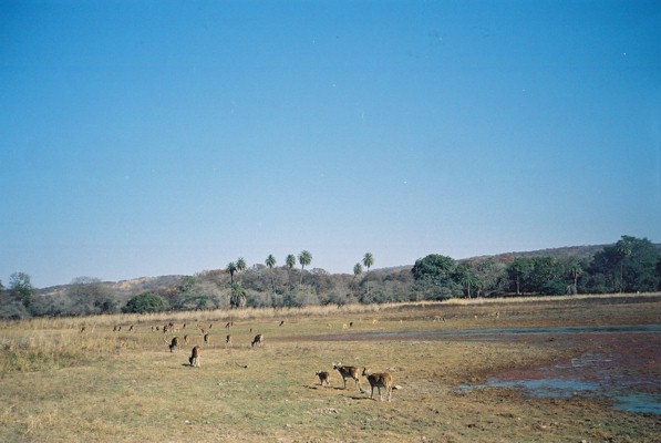 Safari in Ranthambore India