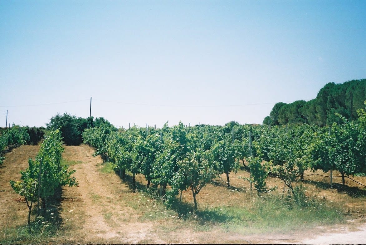 Grapes in Kefalonia