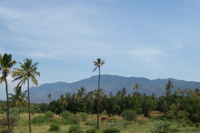 A photo of the African bush, taken as part of my bicycle tour