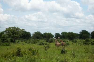 Giraffe running through the bush