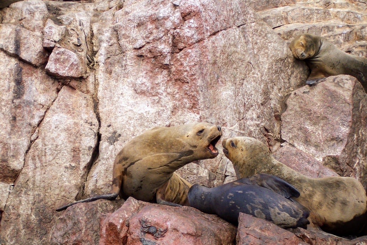 Islas Ballestas in Peru