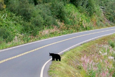 A bear