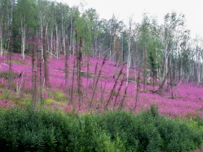 Flowers in bloom along the Dalton Highway