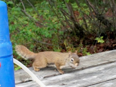 A squirrel joining me in my first campsite whilst cycling in Canada