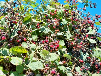 Blackberries were in season when cycling in Canada!