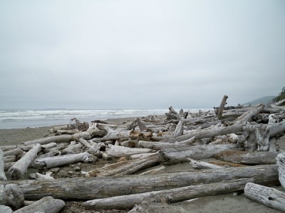 Bleached logs washed on the shores of Kalaloch Beach