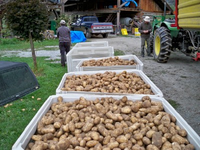 Working on a farm in Pemberton
