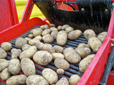 sortinb potatoes on a farm in pemberton