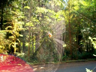 A cool spiders web at Willaby Campground, Quinault