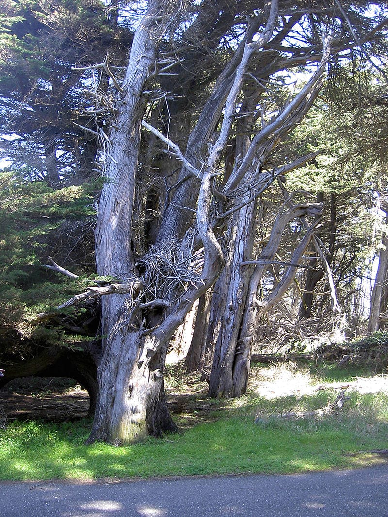 Gualala Regional Park