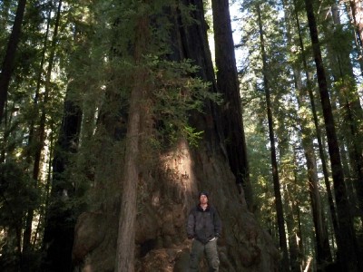 Redwoods