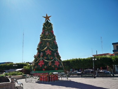 acaponeta-tree