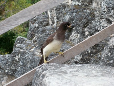 wildlife in Tikal