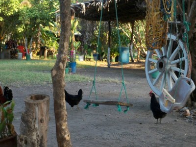 These chickens later ended up in the pot!