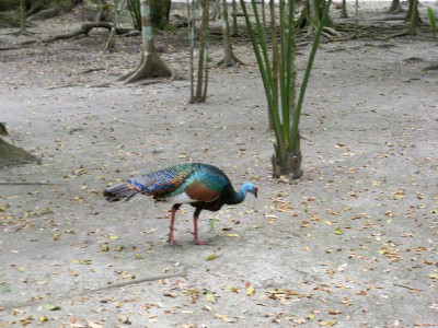 wild turkey in Tikal