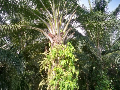 African OIl Palm in Costa Rica
