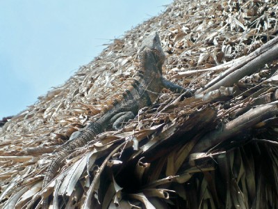 iguana