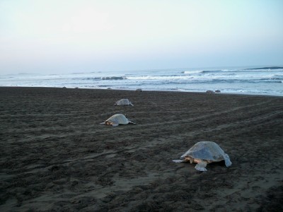 Turtles going back to the sea after laying eggs
