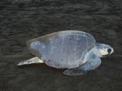 Turtles on the Beach at Playa Ostional, Costa Rica