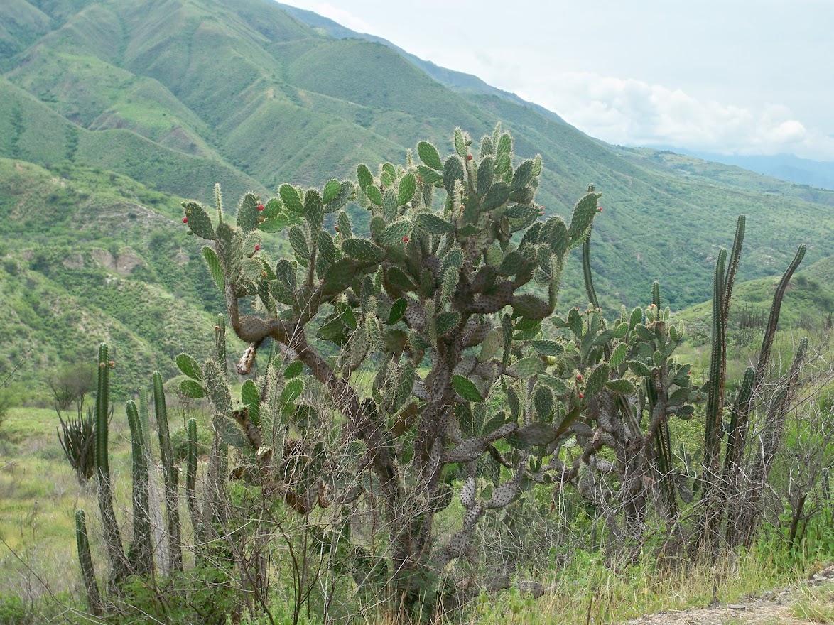 cactus growing in colombia