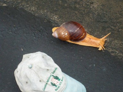 Incredibly big snail in Ecuador