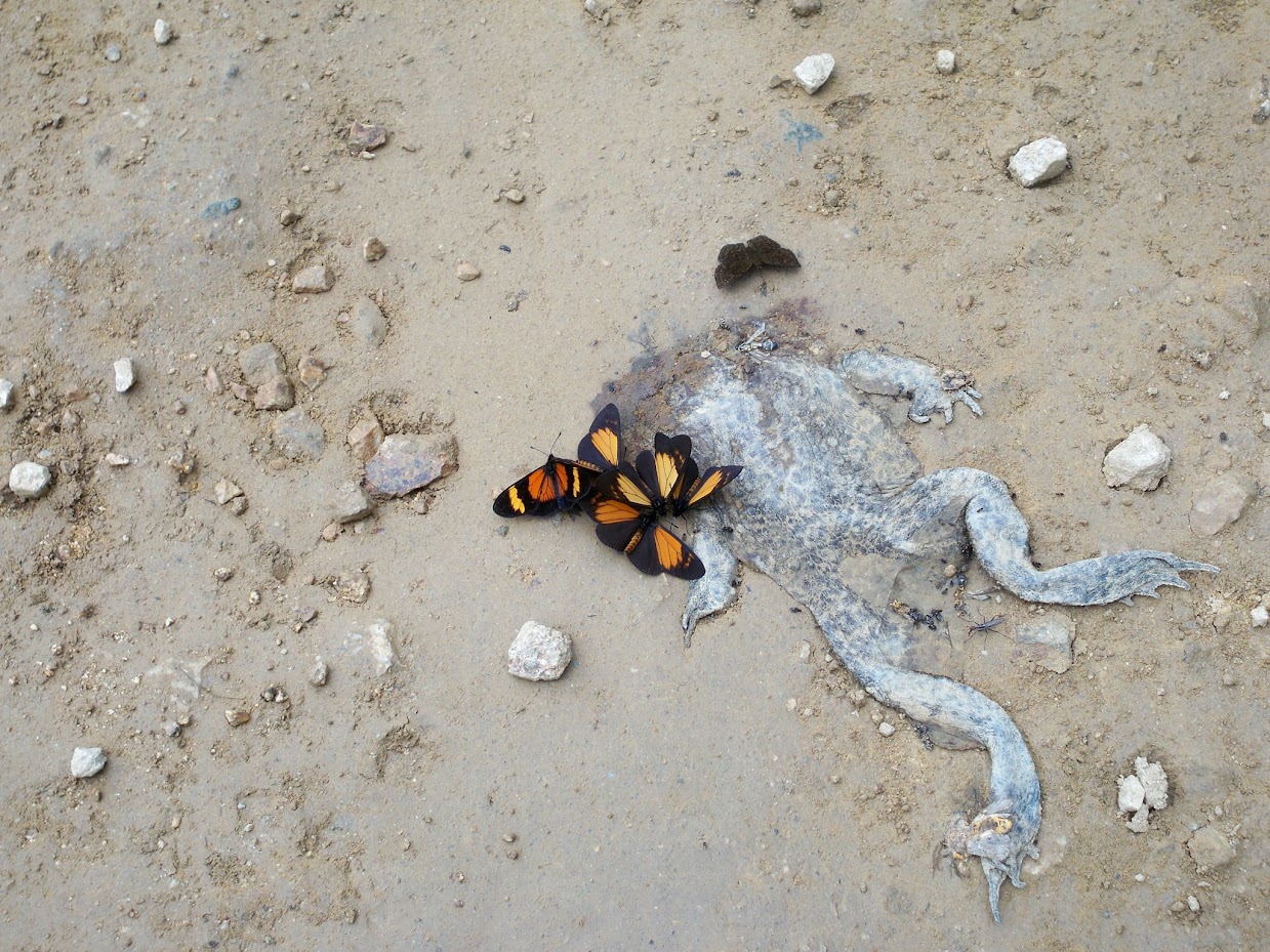 Photo of a squashed frog with butterflies taken in Ecuador