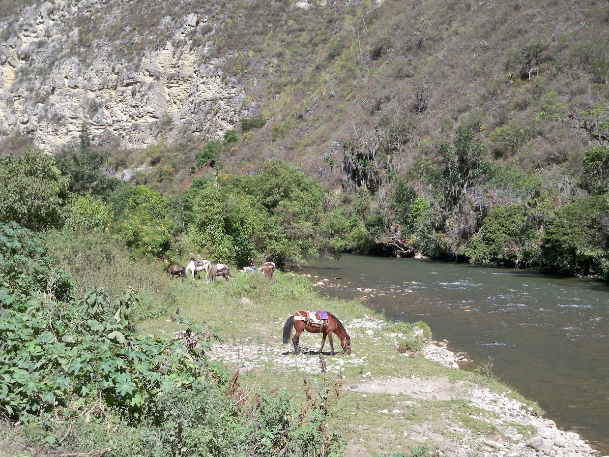 Packhorses grazing in Peru