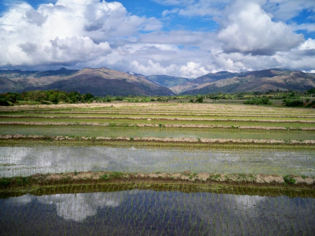 Cycling past a rice field in Peru