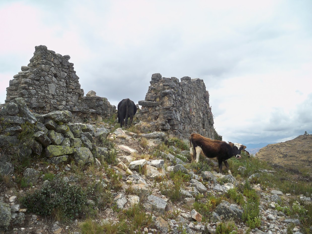 Livestock in Markawamachuko