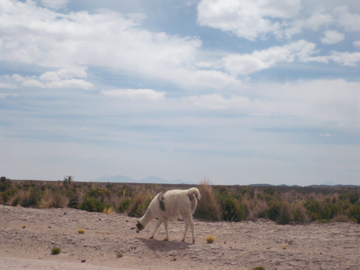 A Llama in Bolivia