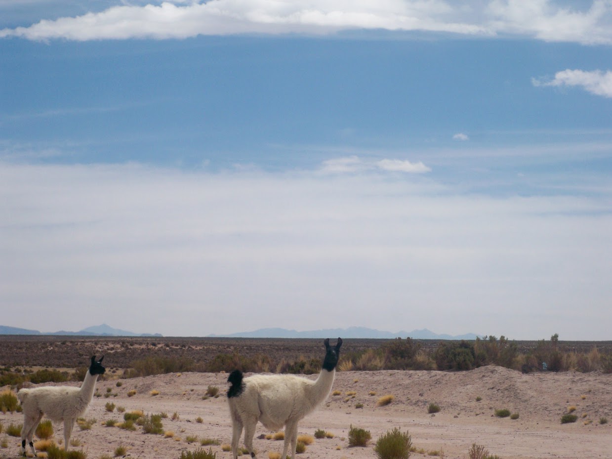 Llamas in Bolivia