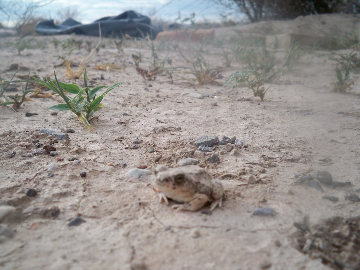 sand frog