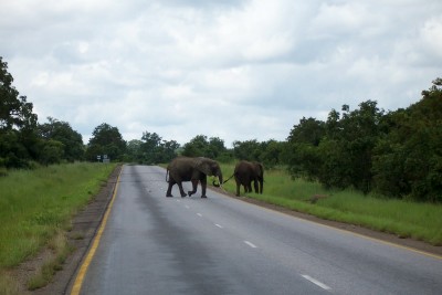 elephant