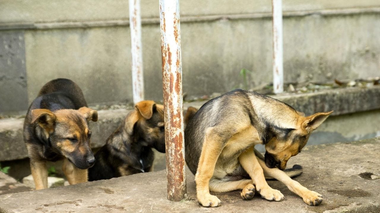best defense against aggressive dogs