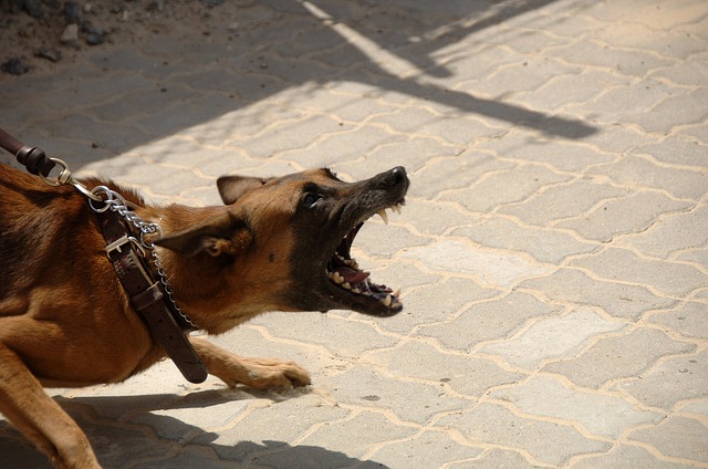How to deal with aggressive dogs