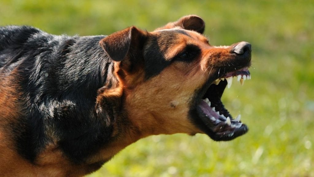 what to do when dog chases you on bike