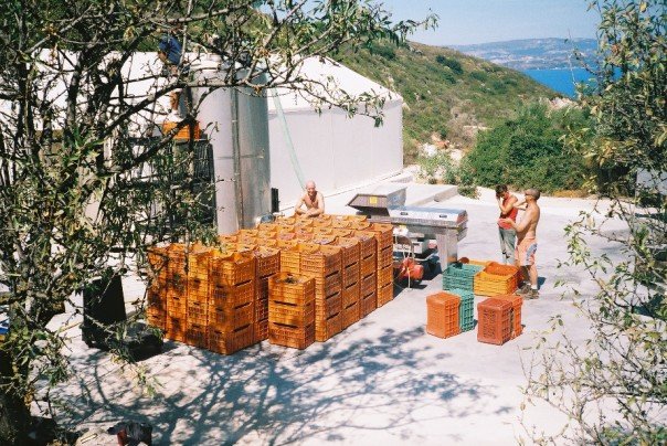 Time in Kefalonia working at a winery