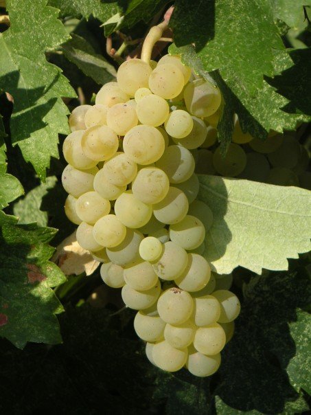 Fresh grapes are a great bonus when visiting Athens in September
