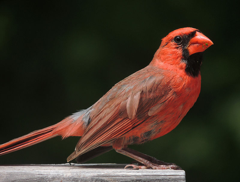 birds around the world