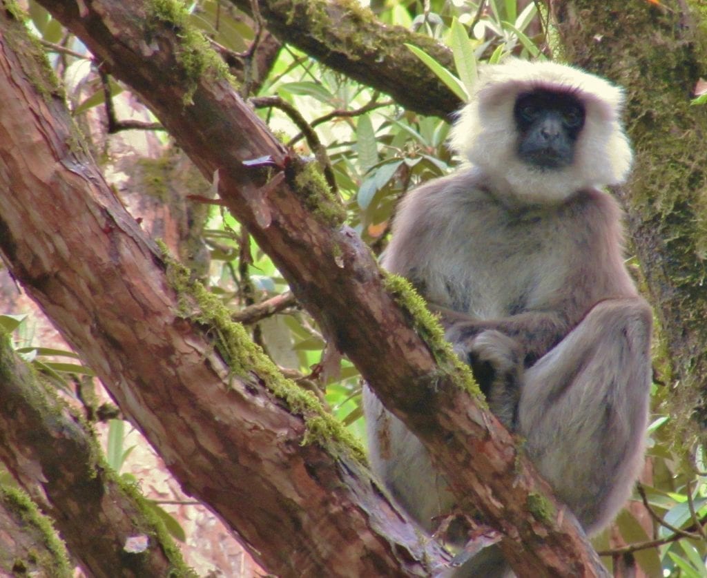 You may see monkeys during your trip to Nepal