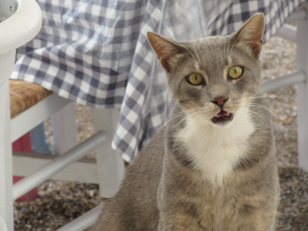 Cute cats of Greece