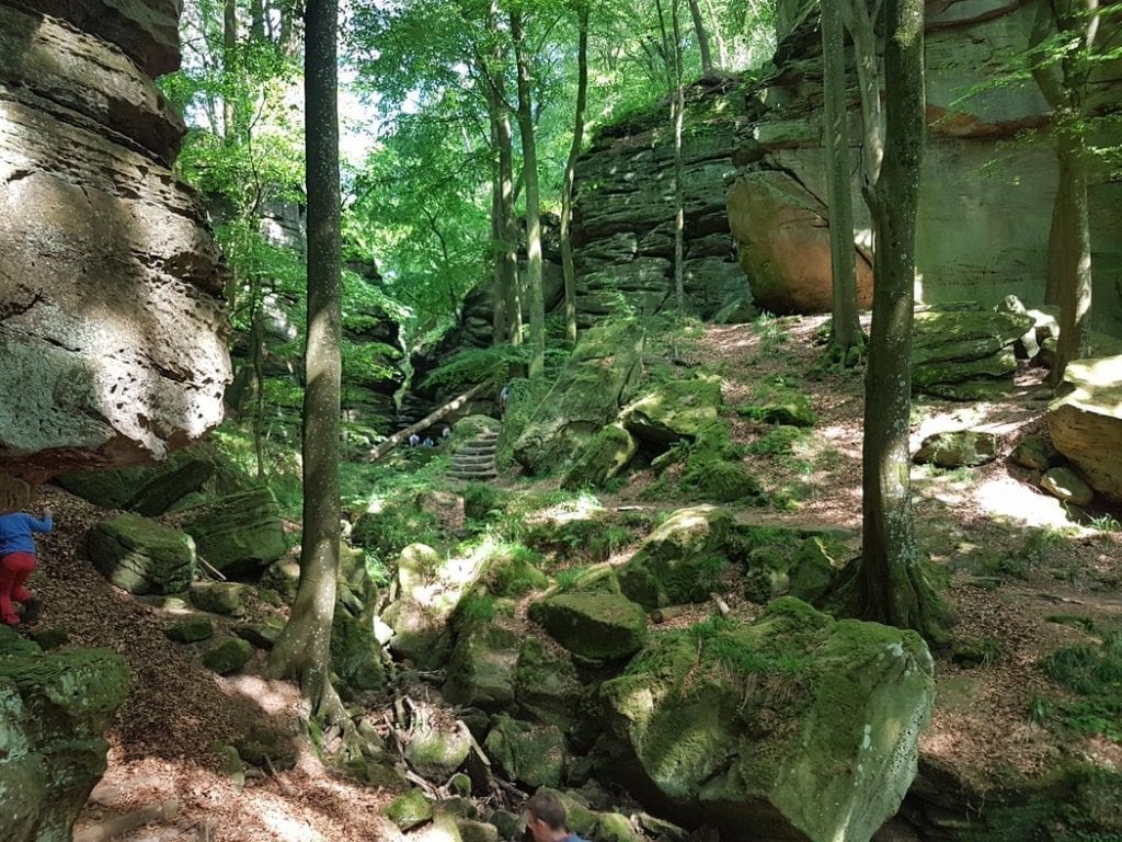 A green oasis in the Mullerthal of Luxembourg