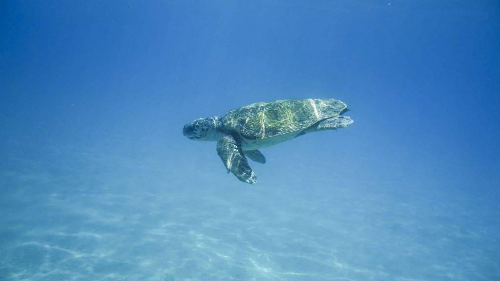 Sea turtles on Zakynthos