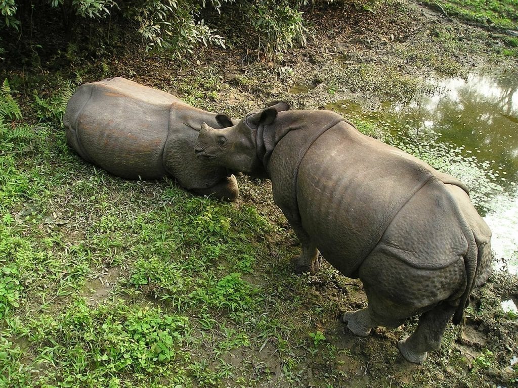 Rhinos in Chitwan National Park in Nepal