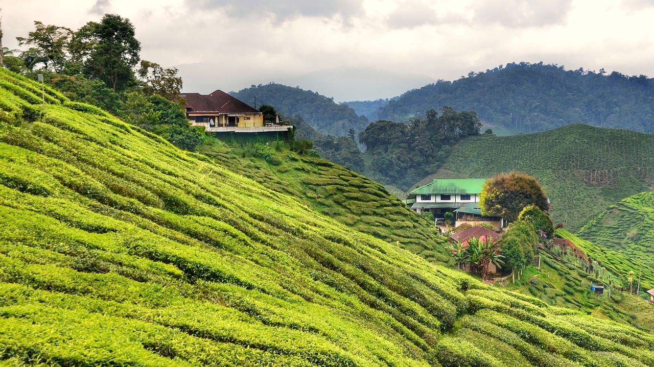 There's greenery everywhere in the The Cameron Highlands, Malaysia