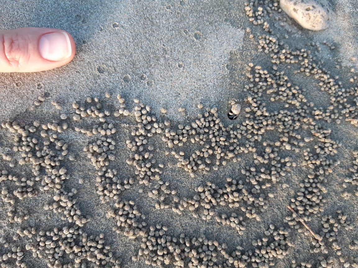 Bubbler crabs in Koh Jum