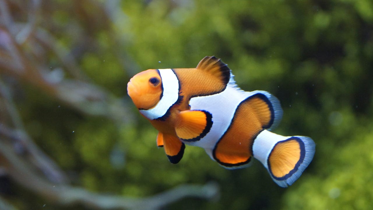 Nemo fish in Koh Lanta